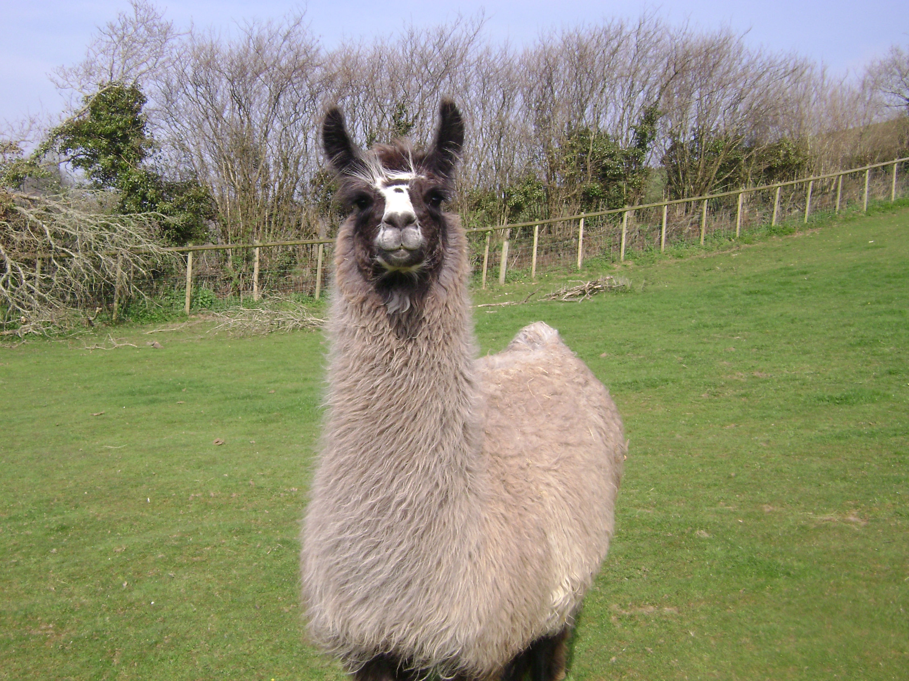 Blue Belle | Watertown Llamas | Llamas for sale - Llama breeder