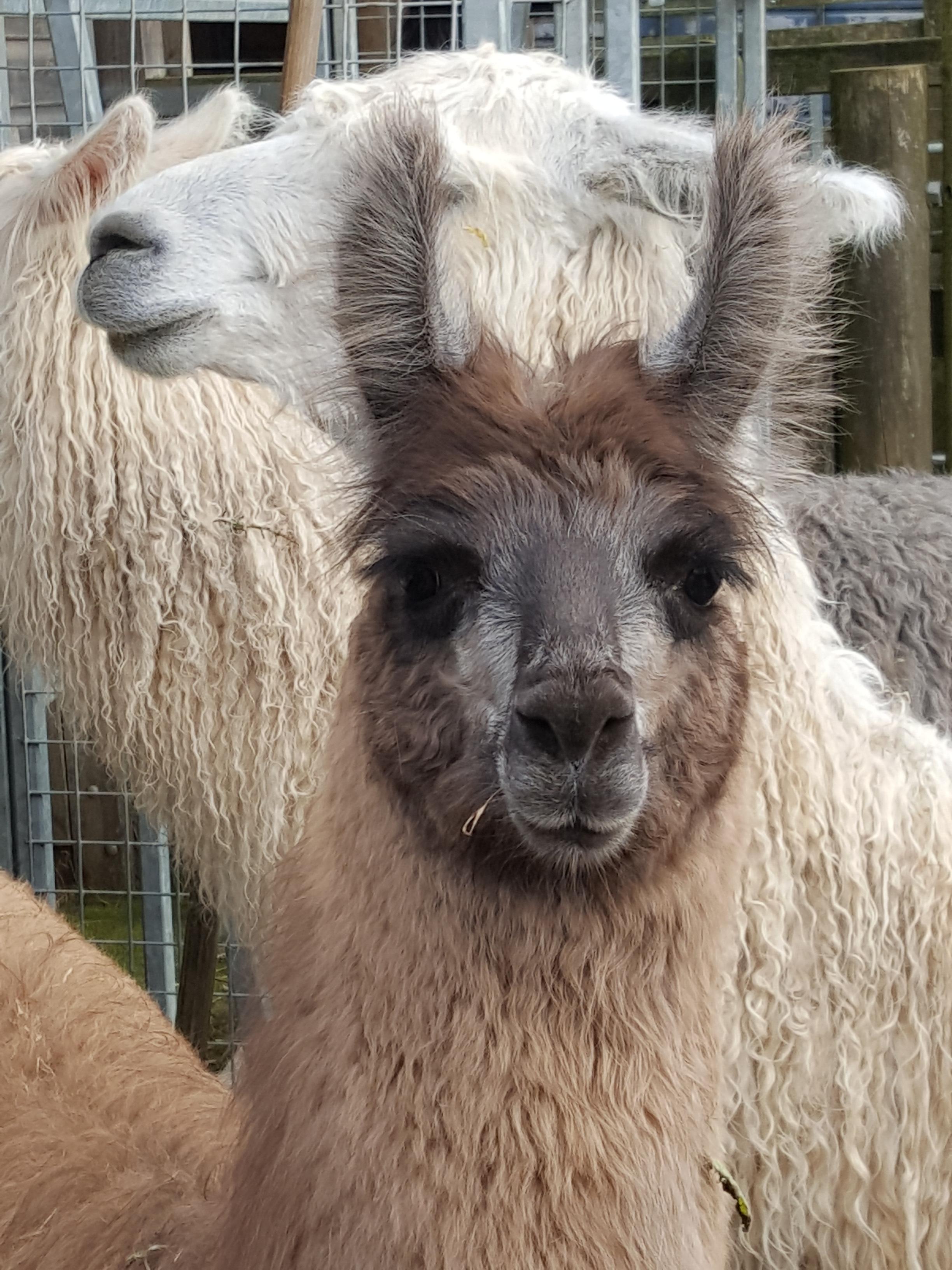 Delphine | Watertown Llamas | Llamas for sale - Llama breeder