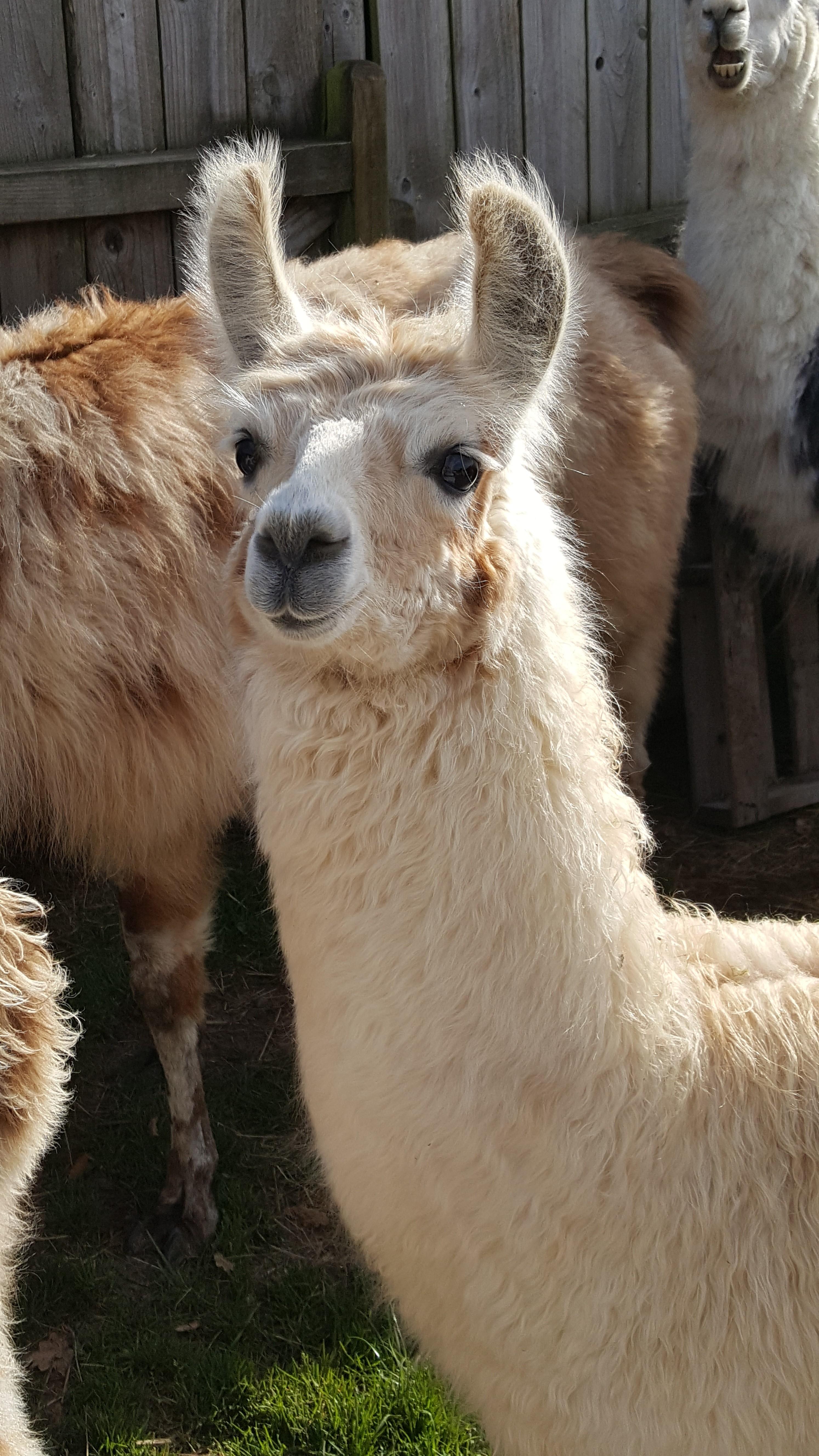Merlin | Watertown Llamas | Llamas for sale - Llama breeder