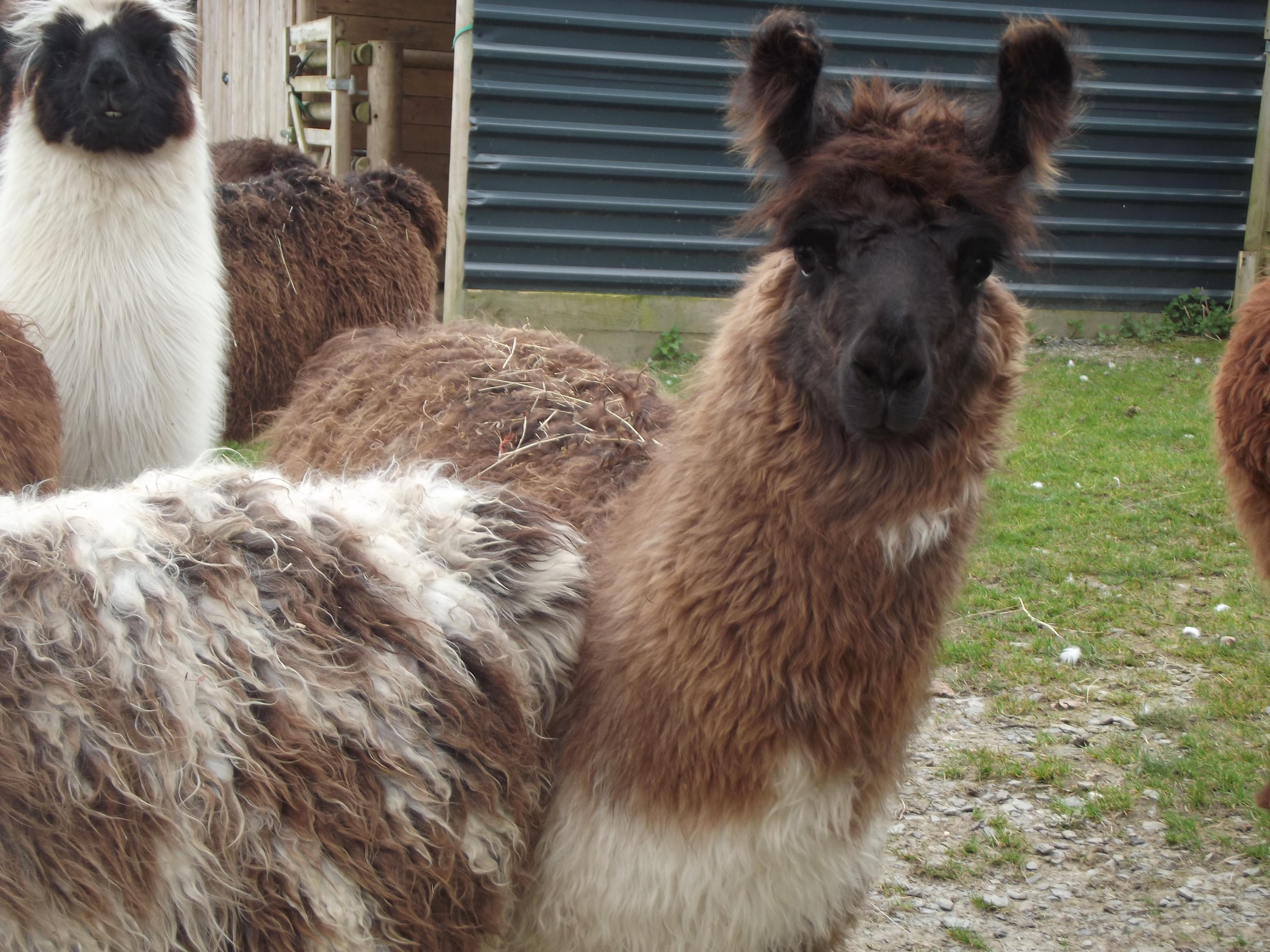Springer Watertown Llamas Llamas for sale Llama breeder