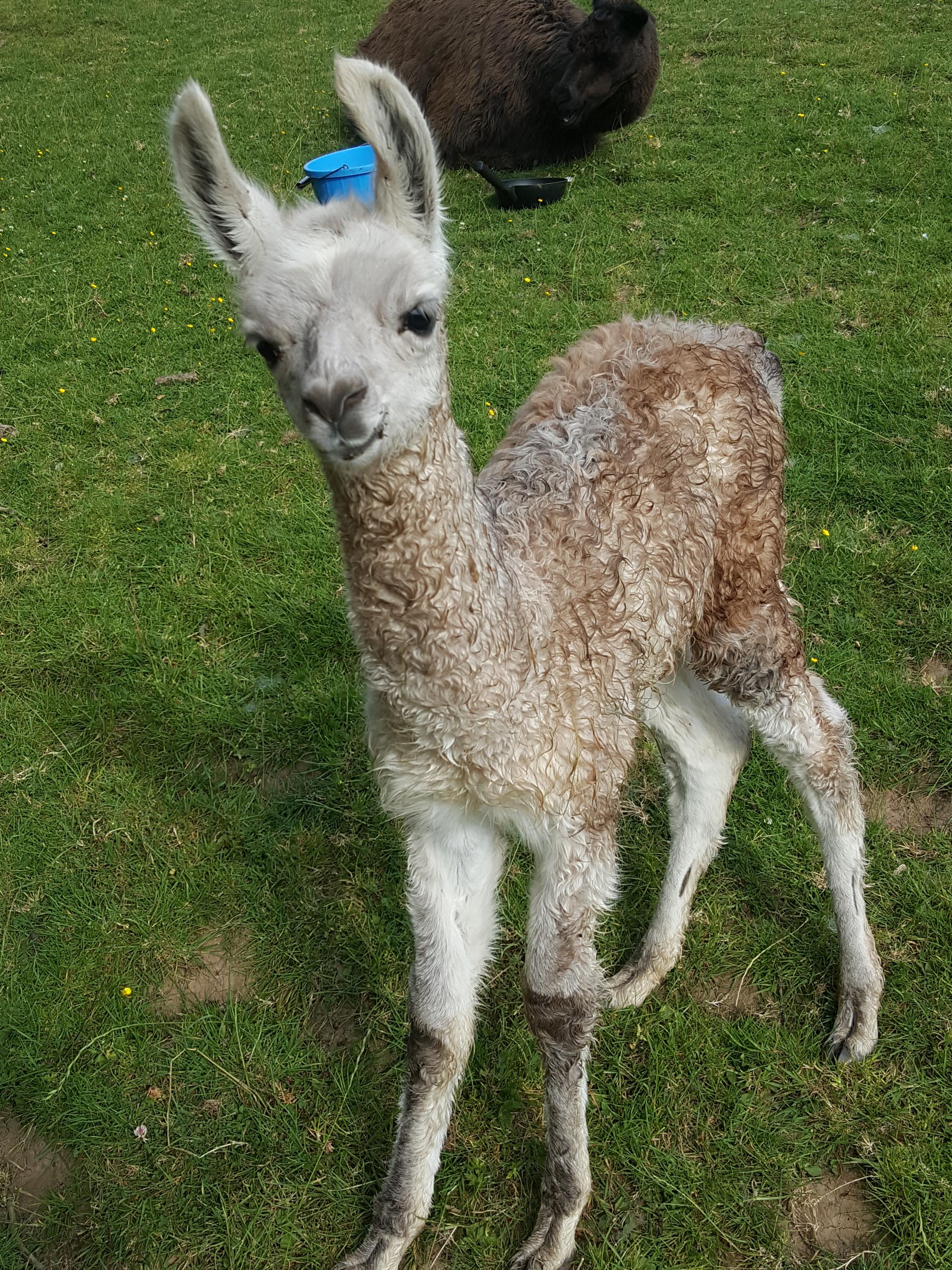 Eclipse | Watertown Llamas | Llamas for sale - Llama breeder