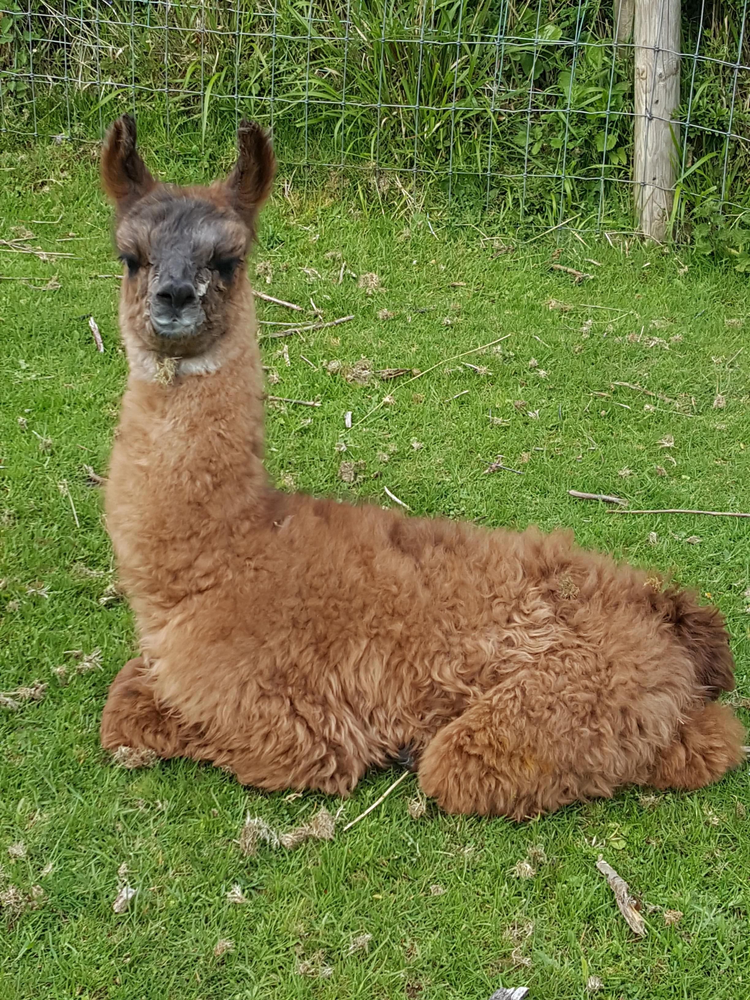 Sandie`s cria | Watertown Llamas | Llamas for sale | Llama breeder