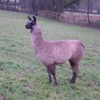sold llama