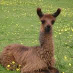 Guard Llama Livestock Guardian