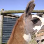 gelding llama