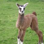 llama cria