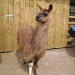 llama sold