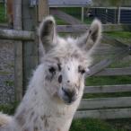 female llama for sale 