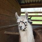 female llama