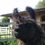 female llama 