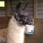 llama for sale