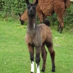 Justica llama for sale