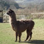 male llama