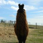 Kornerstone`s Castellan llama stallion