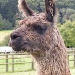 Suri llama