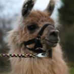 female llama 