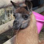 female llama