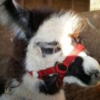 halter training llamas
