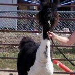 Kobra`s Selena Argentine llama