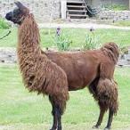Argentine llama