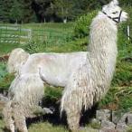 Argentine llama
