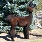 Argentine llama