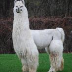 Argentine llama