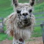 Argentine llama