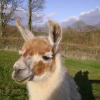 female llama for sale 