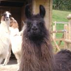 llama