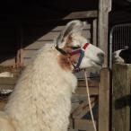 gelding llama for sale