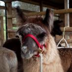 halter-trained llamas