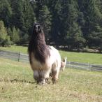 Amos Argentine llama