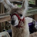 llama cria