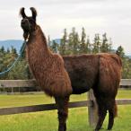 female llama