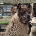 gelded llama