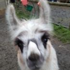llama