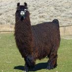 Argentine llama