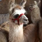 llama weanling
