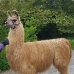 llama stud