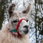Roseland Talisman stud llama