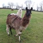 Springer Guard Llama