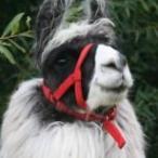 Temuco del Sur llama stallion