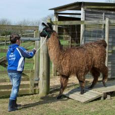 llama trekking