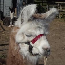 trekking llama