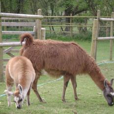 female llama and cria