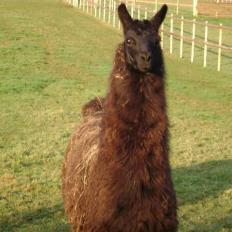 roseland llama