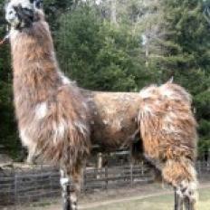 female llama 