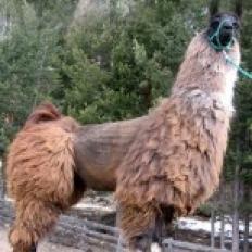 female llama 