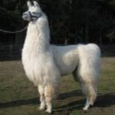 stud male llama